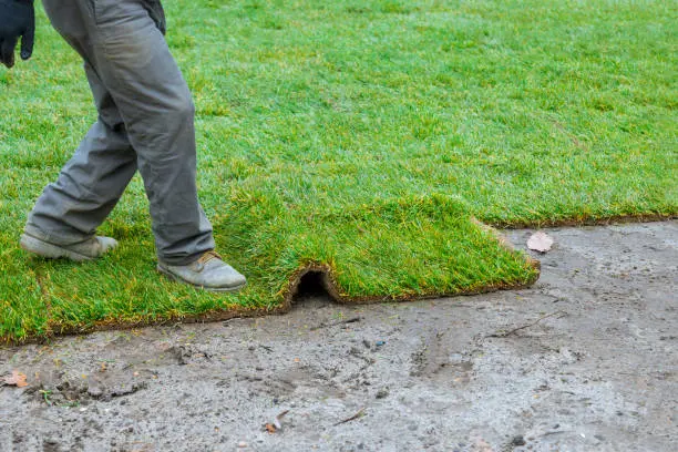 How long after installing sod can you walk on it San Marcos, CA