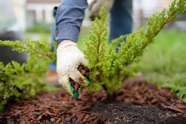 Affordable Mulching in San Marcos, CA