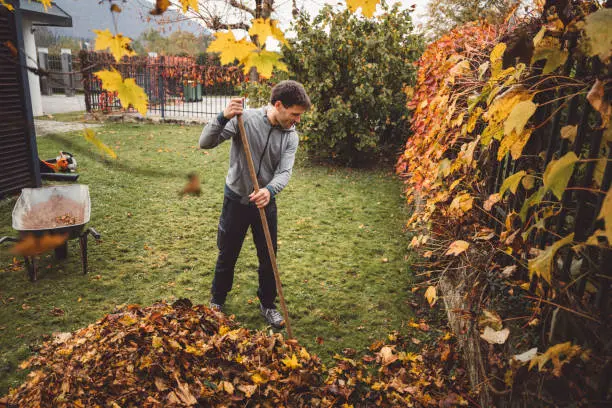 How To Clean A Backyard San Marcos, CA