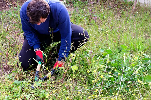 How to clear a yard full of weeds in San Marcos, CA