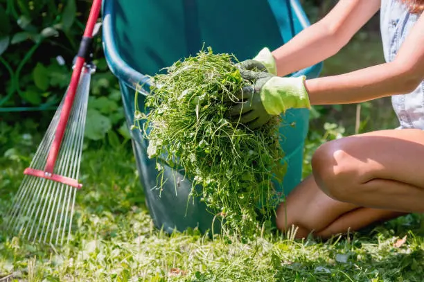 Yard Cleanup San Marcos, CA